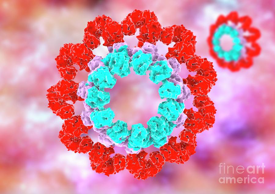 Protein Photograph - Illustration Of An Inflammasome #1 by Ramon Andrade 3dciencia/science Photo Library