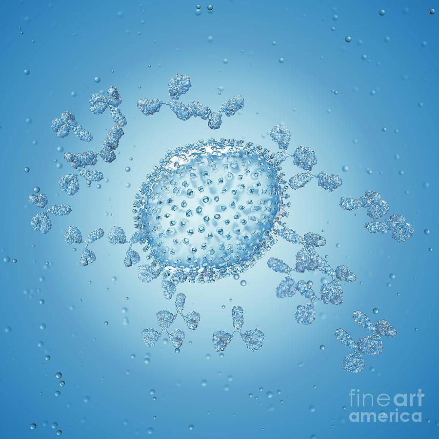 Illustration Of Antibodies Attacking An Influenza Virus #1 Photograph by Sebastian Kaulitzki/science Photo Library