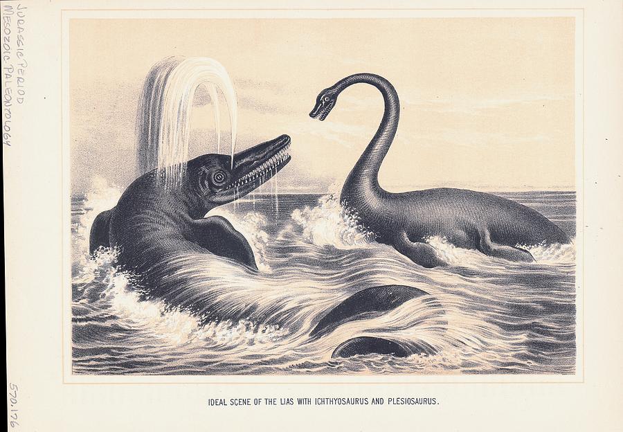 Illustration Of Ichthyosaurus And #1 Photograph by Kean Collection