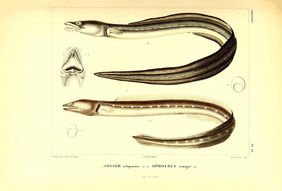 Illustration Of South American Eel #1 Painting by Science Source
