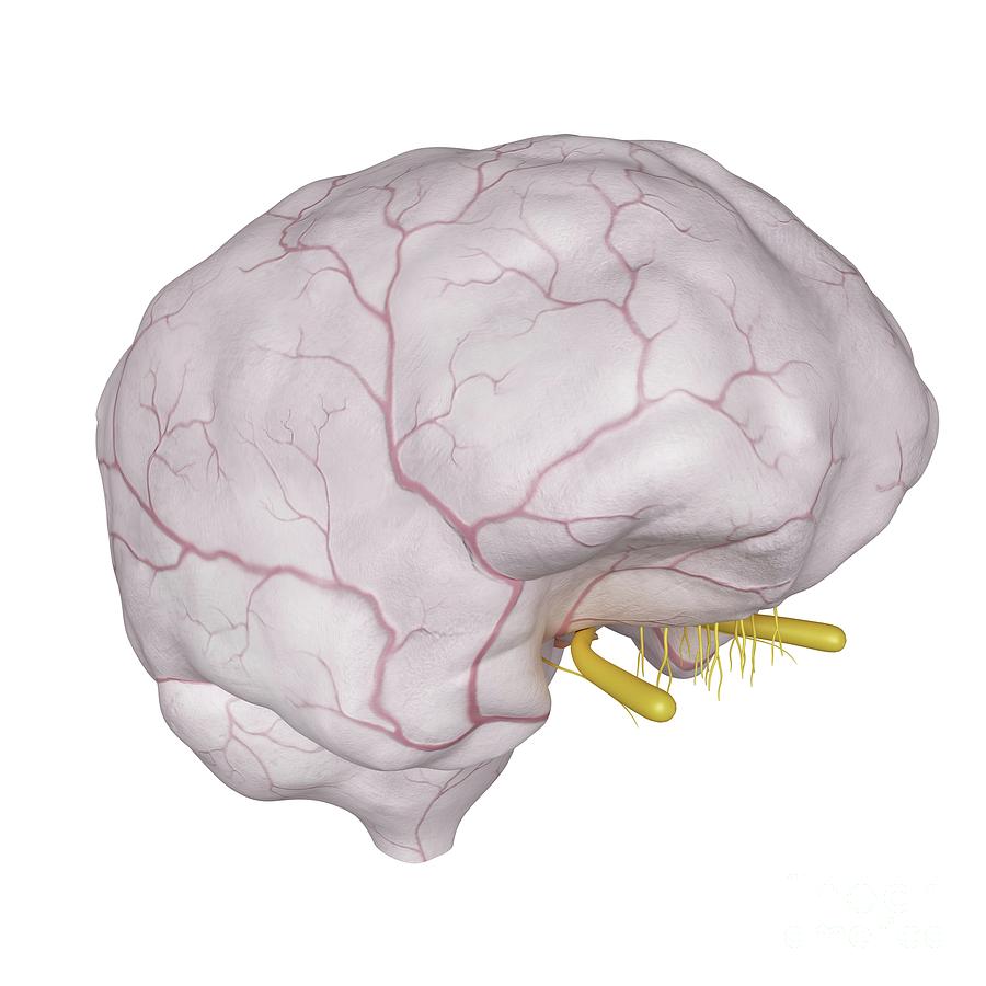 Illustration Of The Dura Mater Photograph by Sebastian Kaulitzki ...