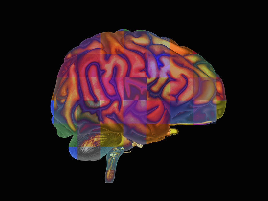 Illustration Of The Human Brain As A Grid Digital Art by Callista ...