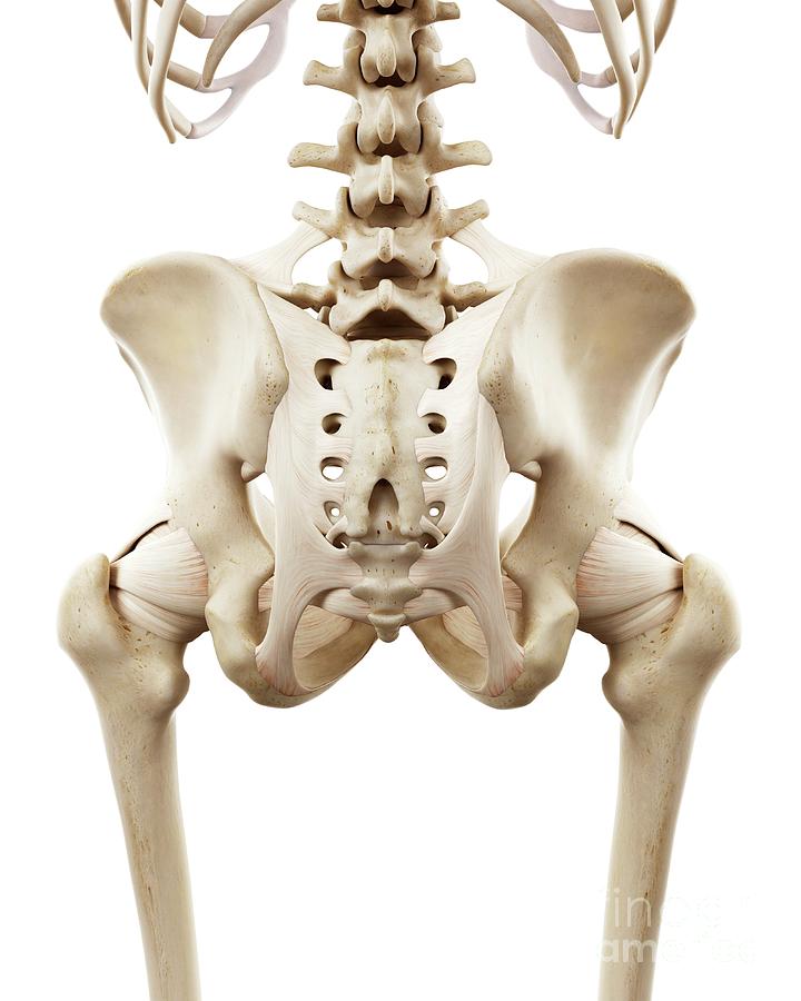Illustration Of The Human Hip Bones Photograph By Sebastian Kaulitzki