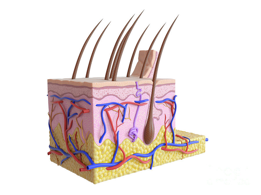 Illustration Of The Human Skin Photograph by Sebastian Kaulitzki ...