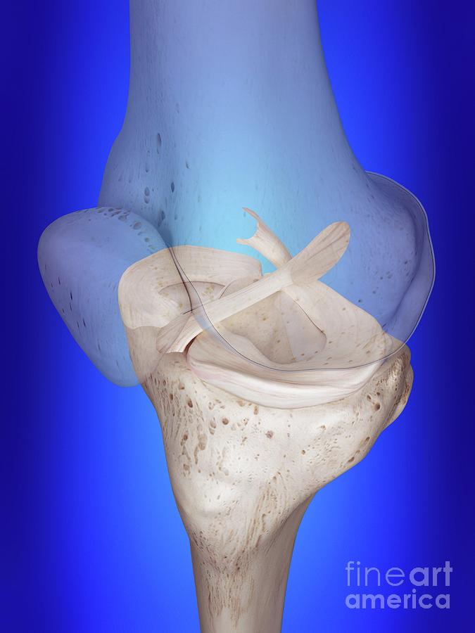 Illustration Of The Knee Ligaments Photograph by Sebastian Kaulitzki ...