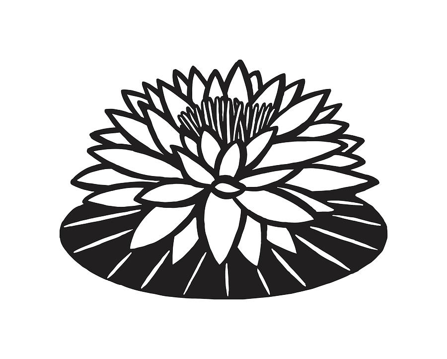 Black And White Drawing - Illustration of water lily plant #1 by CSA Images