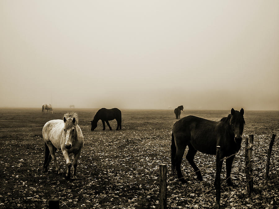 Im Nebel #1 Photograph by Jorg Becker