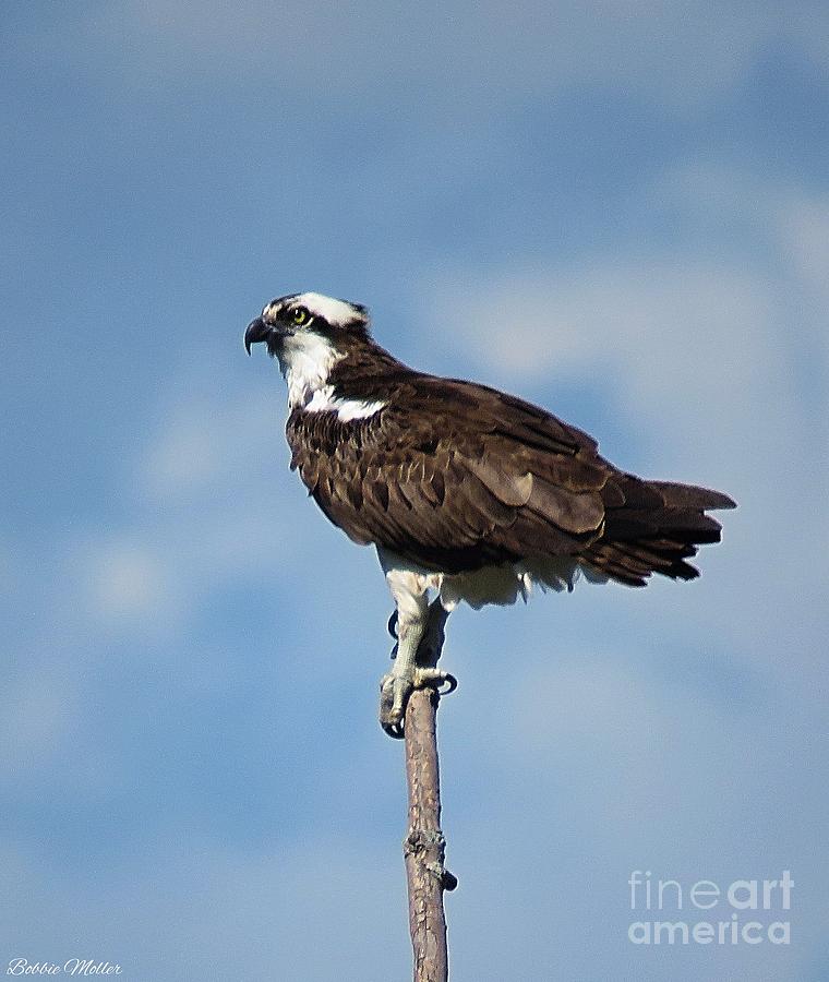 Bird Photograph - Im On Top Of The World #1 by Bobbie Moller