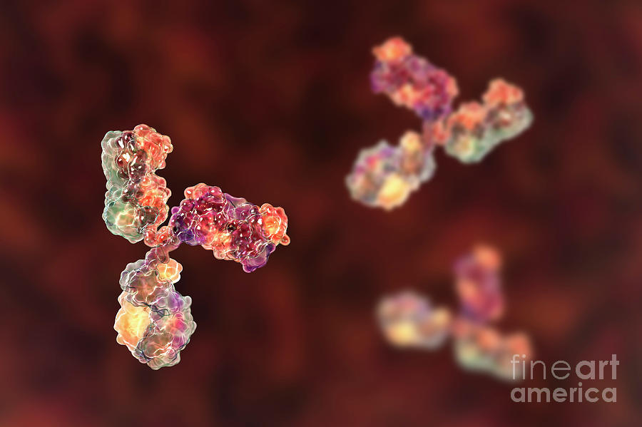 Immunoglobulin G Antibody #1 Photograph by Kateryna Kon/science Photo Library