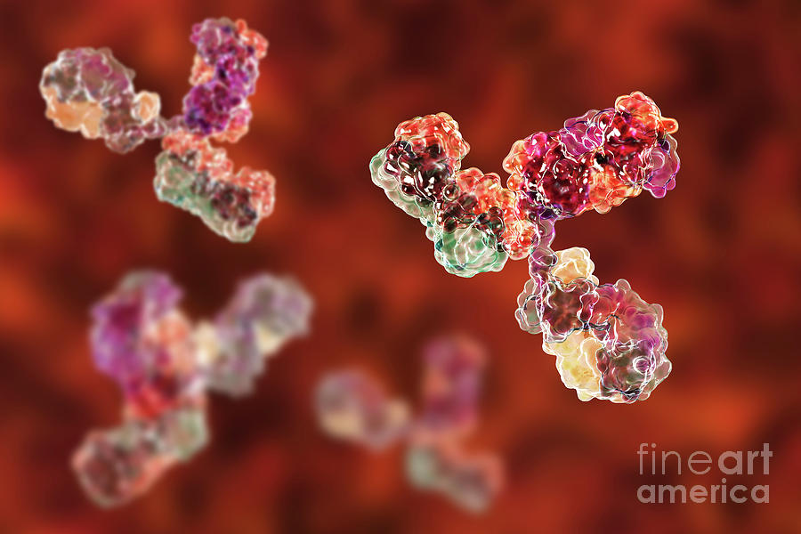 Immunoglobulin G Antibody Molecules #1 Photograph by Kateryna Kon/science Photo Library