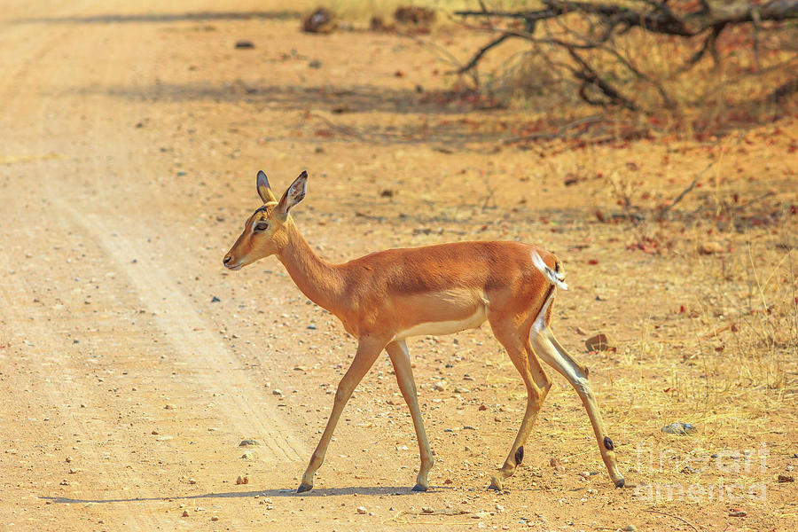 Impala female walking #1 Photograph by Benny Marty