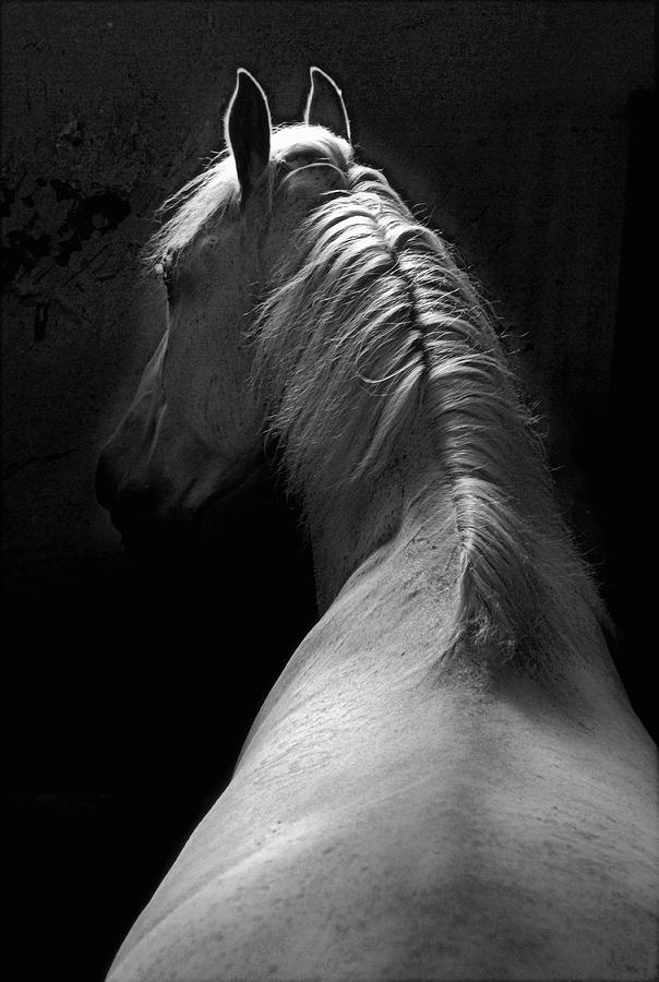 Horse Photograph - Impression #1 by Milan Malovrh