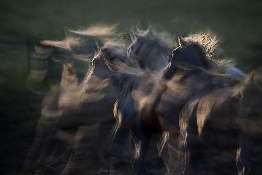 In The Gallop #1 Photograph by Milan Malovrh