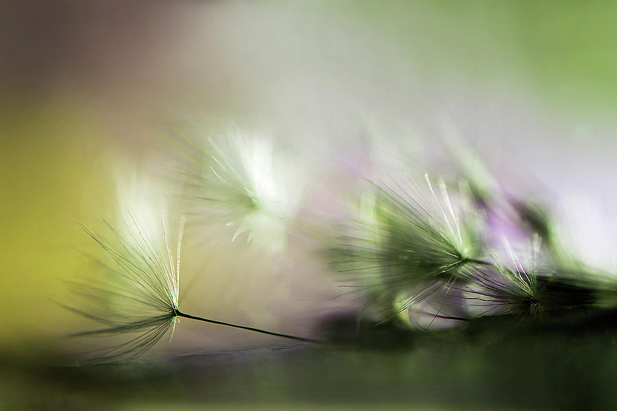 Feather Photograph - In The Morning #1 by Maryam Zahirimehr