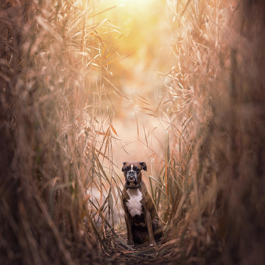 Boxer Dog In The Reeds Photograph