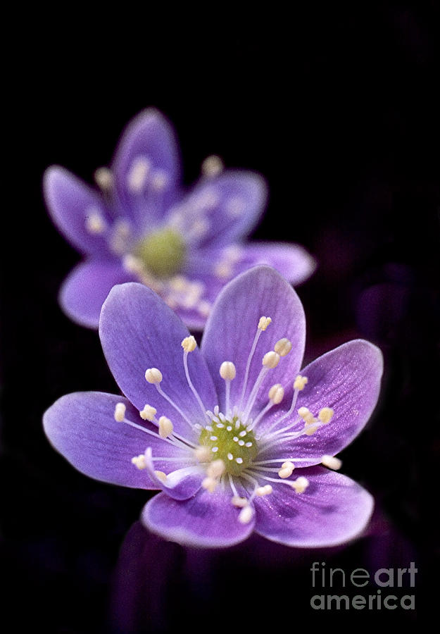 1 inch wide lavender blue purple Hepatica wildflower in spring flooded area under deciduous trees Photograph by Robert C Paulson Jr