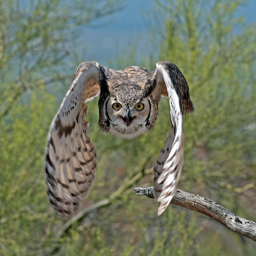 Incoming Great Horned Owl Photograph by Ana Gonzalez - Fine Art America