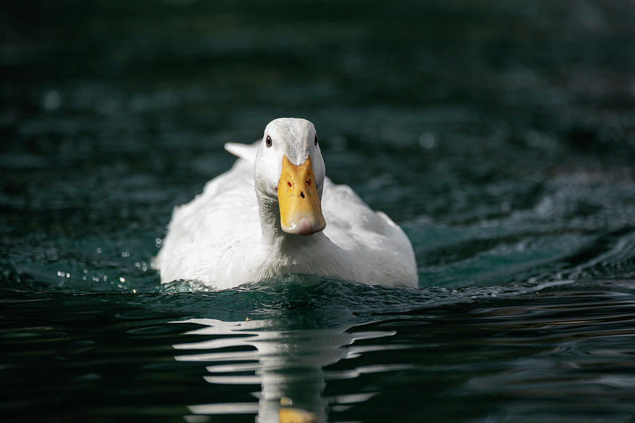 Incoming Duck Photograph by Saija Lehtonen