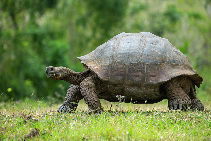 Indefatigable Island Tortoise #1 Photograph by Tui De Roy