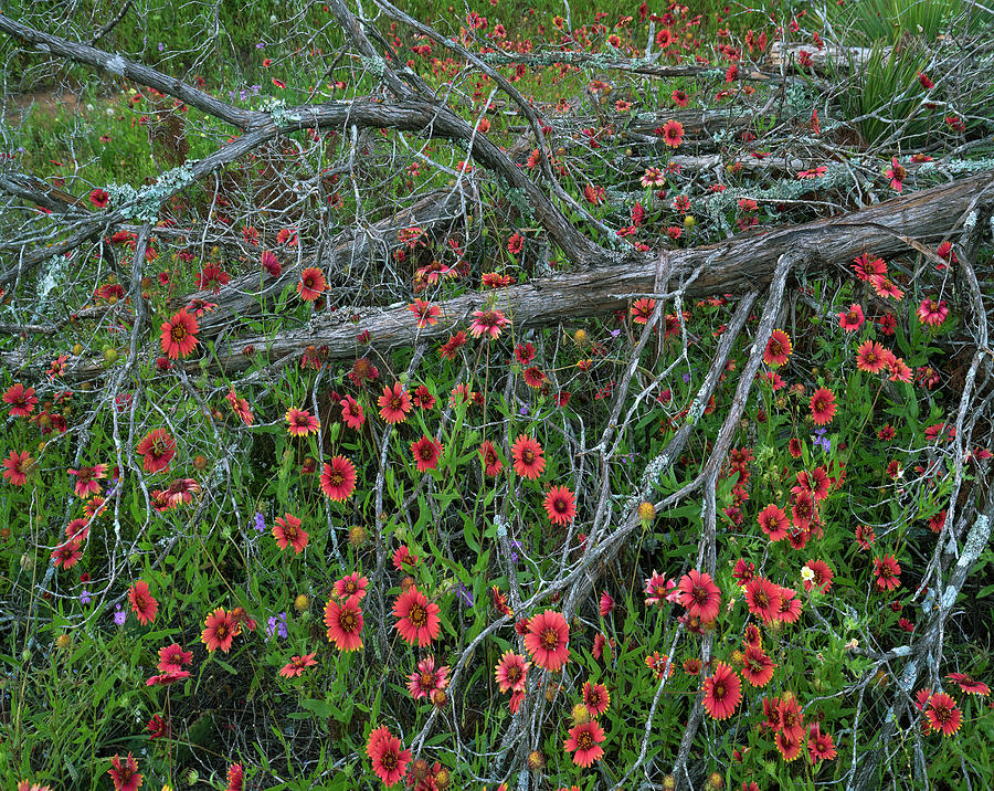 Indian Blanket And Dead Juniper Tree, Inks Lake State Park, Texas #1 Photograph by Tim Fitzharris