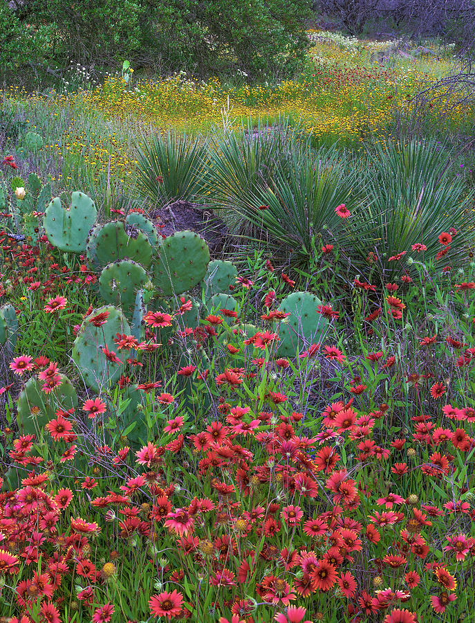 Indian Blanket Flowers And Opuntia, Inks Lake State Park, Texas #1 Photograph by Tim Fitzharris