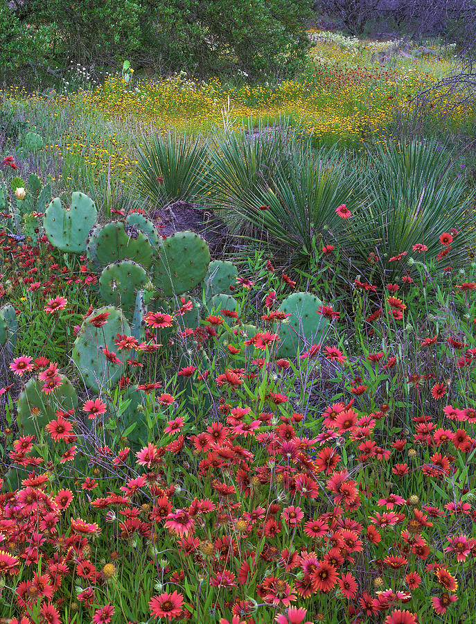 Mp Photograph - Indian Blanket Flowers And Opuntia by Tim Fitzharris Mp Photograph - Indian Blanket Flowers And Opuntia by Tim Fitzharris