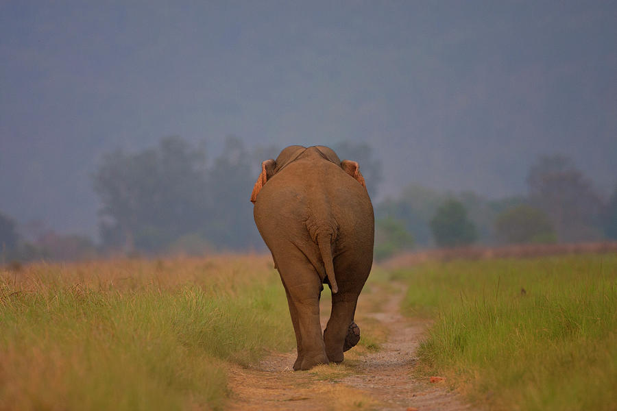 Indian Elephant Photograph by Ab Apana