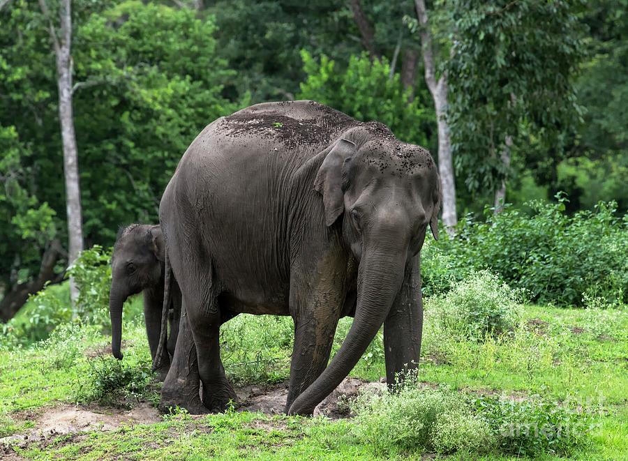 Indian Elephants Photograph by K Jayaram/science Photo Library - Fine ...