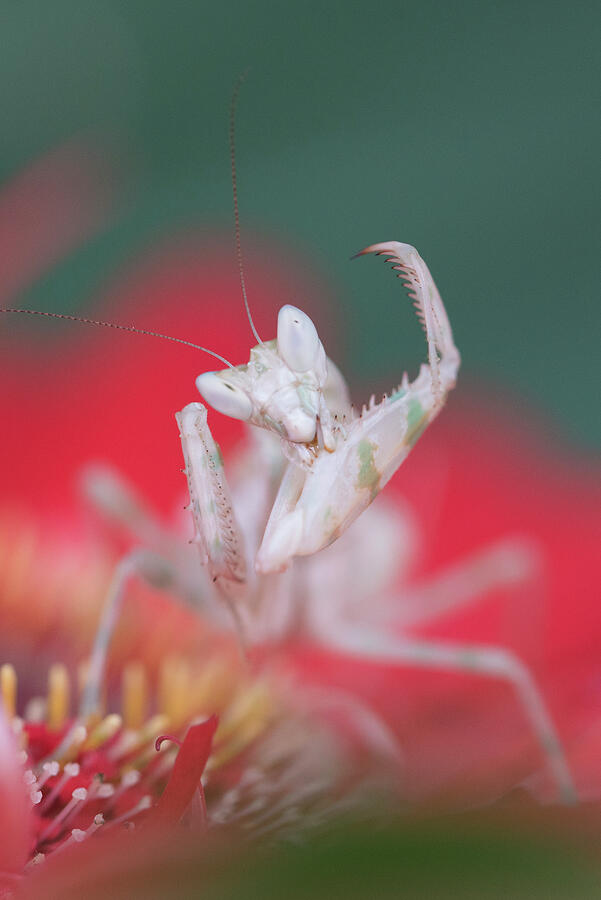 Indian Flower Mantis Grooming, Captive, Native #1 Photograph by Edwin ...