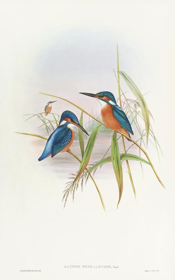 Indian Kingfisher Painting by John Gould Indian Kingfisher Painting by John Gould