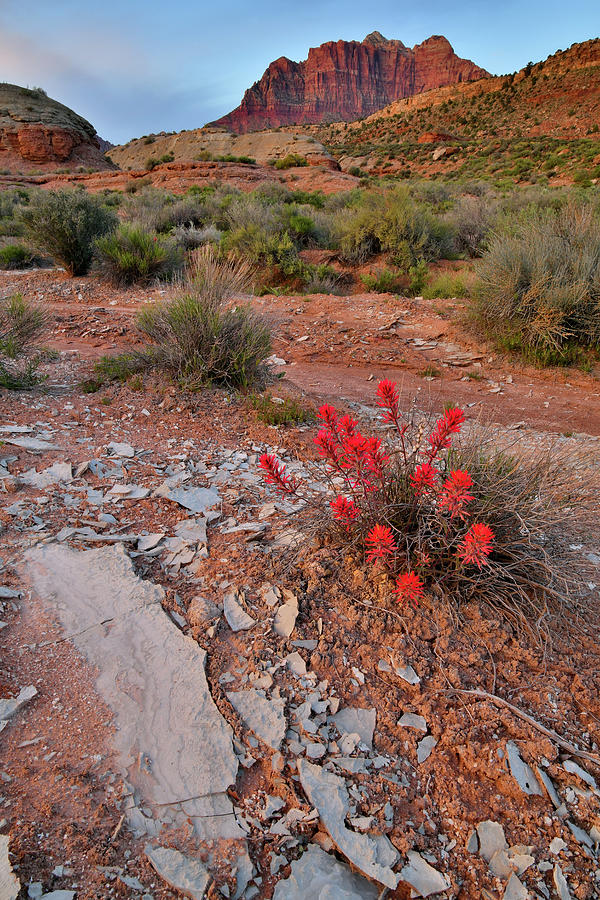 Indian Paintbrush in Zion NP #1 Photograph by Ray Mathis