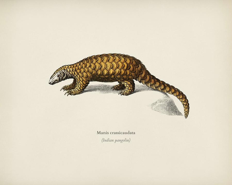 Indian Pangolin  Manis crassicaudata illustrated by Charles Dessalines D  Orbigny  1806 1876  #1 Painting by Celestial Images