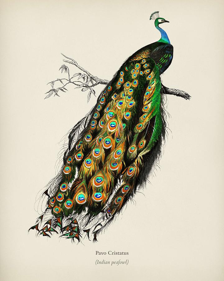Nature Painting - Indian peafowl  Pavo Cristatus illustrated by Charles Dessalines D Orbigny  1806 1876 3 #1 by Celestial Images