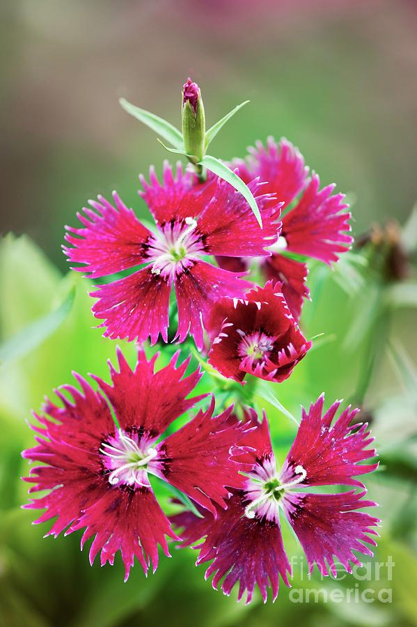 Nature Photograph - Indian Pink (dianthus Chinensis) #1 by Maria Mosolova/science Photo Library