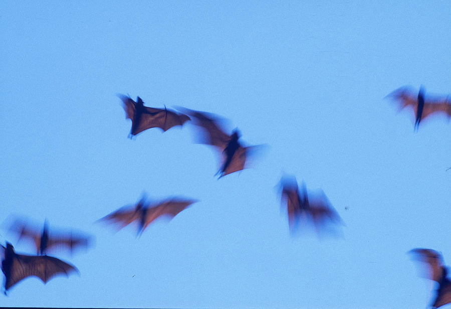 Wildlife Photograph - Indonesian Short-nosed Fruit Bat #1 by Stuart Westmorland