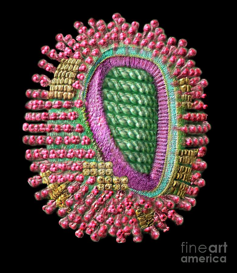 Influenza Virus Particle #1 Photograph by Russell Kightley/science Photo Library