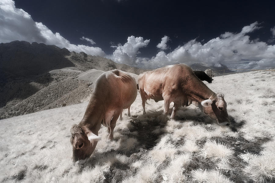 Infrared Cows #1 Photograph by Filippo Manini
