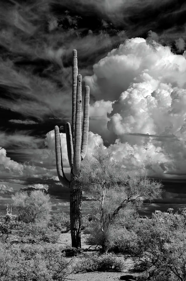 Infrared Saguaro Cactus Sonora Desert Arizona Photograph by Paul Moore ...