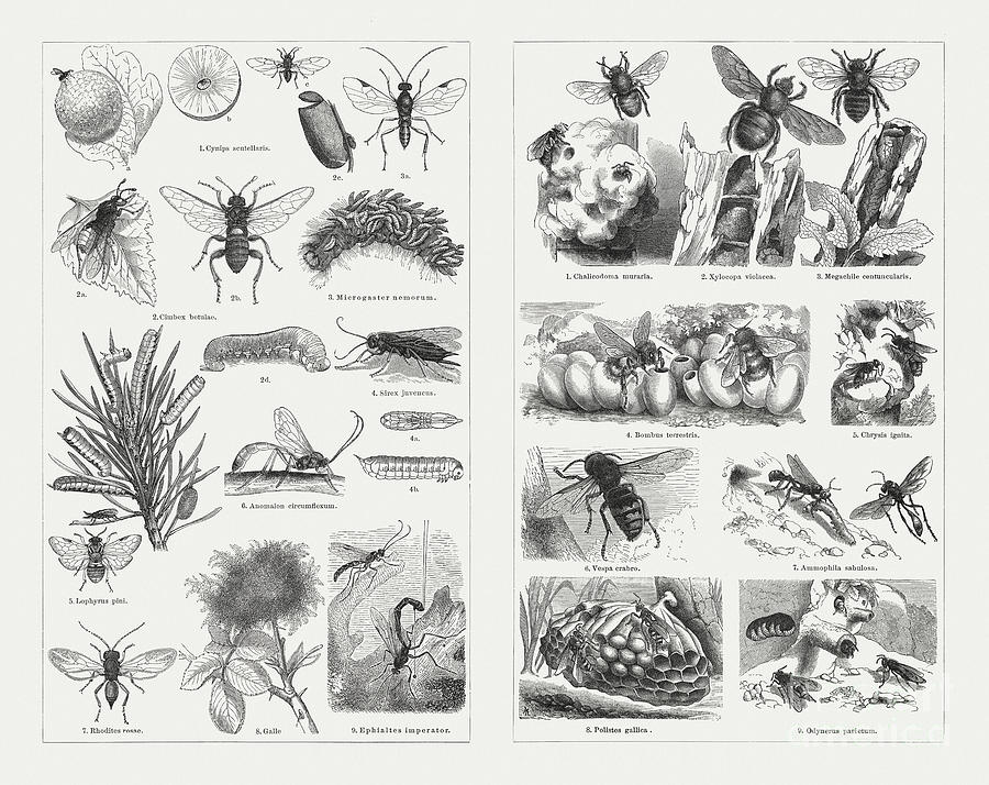Insects Hymenoptera, Wood Engravings #1 Digital Art by Zu 09