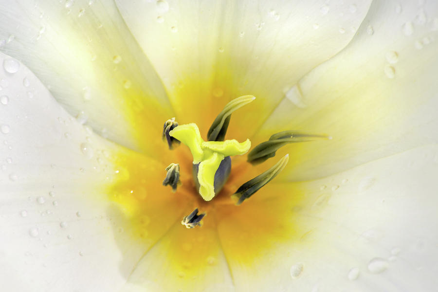 Inside a Tulip #1 Photograph by Don Johnson