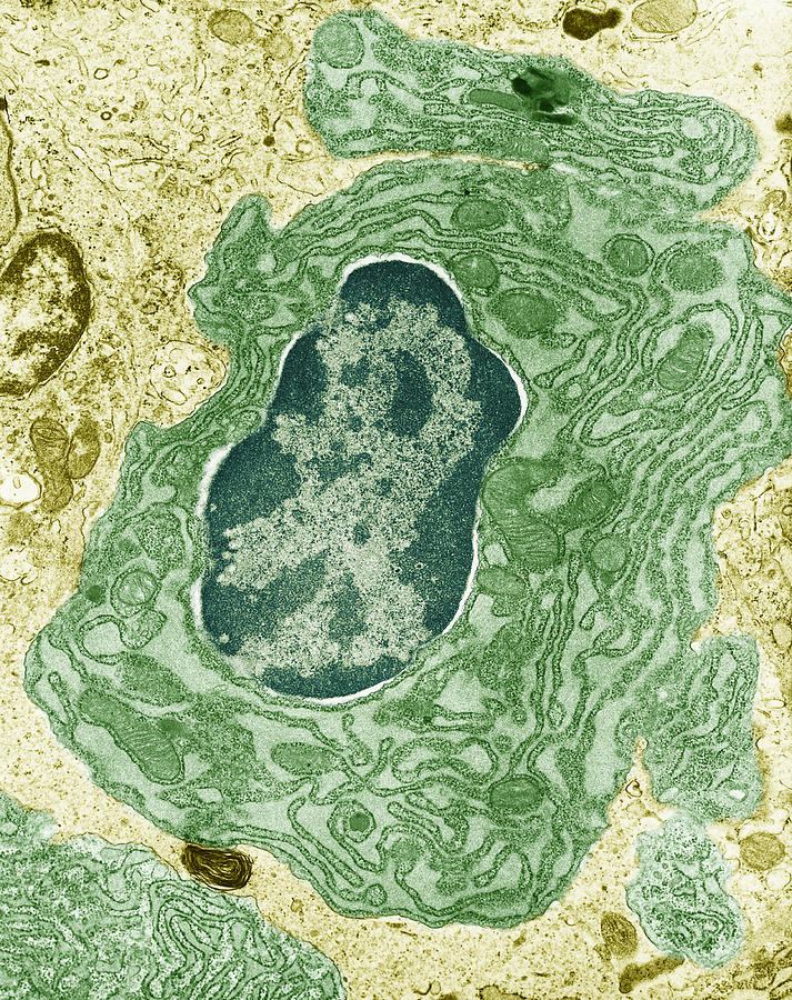 Intestinal Cell, Tem Photograph by Keith R Porter - Fine Art America