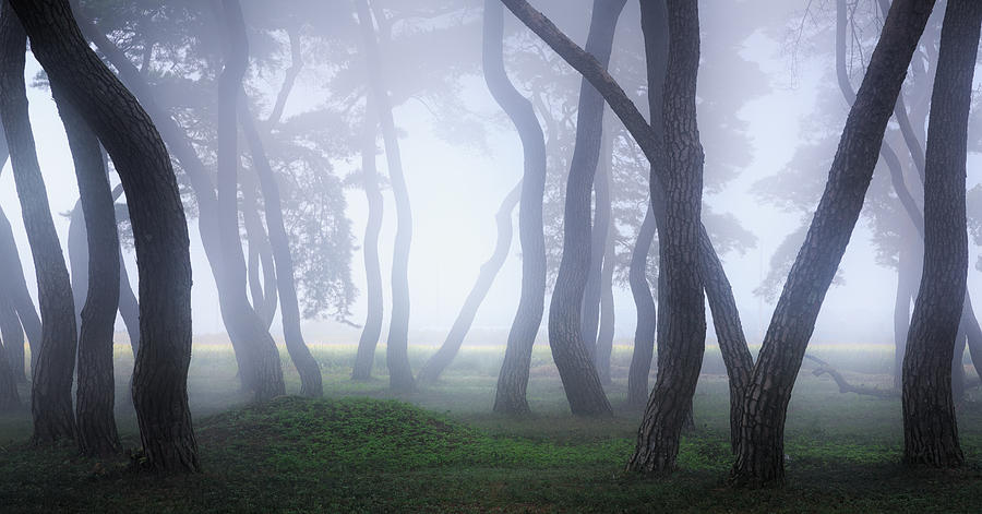 Into The Mist #1 Photograph by Gwangseop Eom