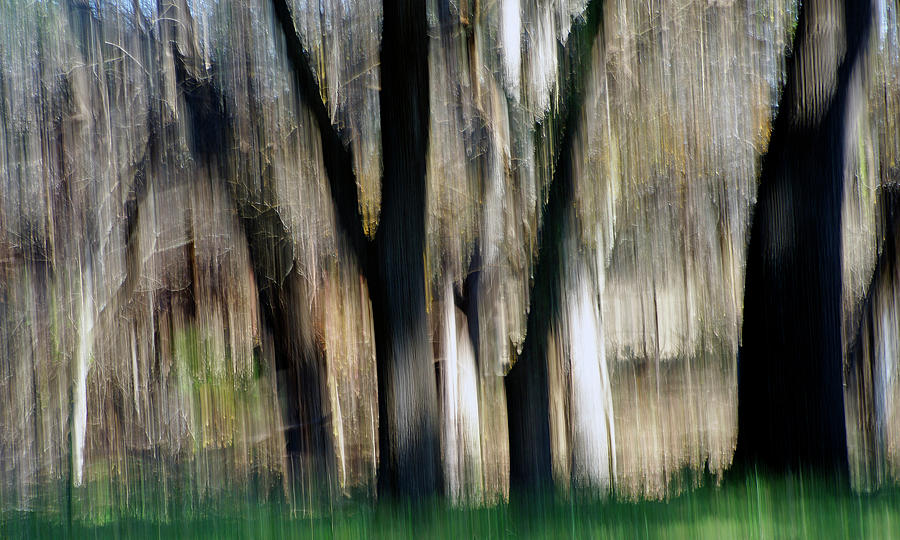 Abstract Photograph - Into the Woods #1 by Bill Morgenstern