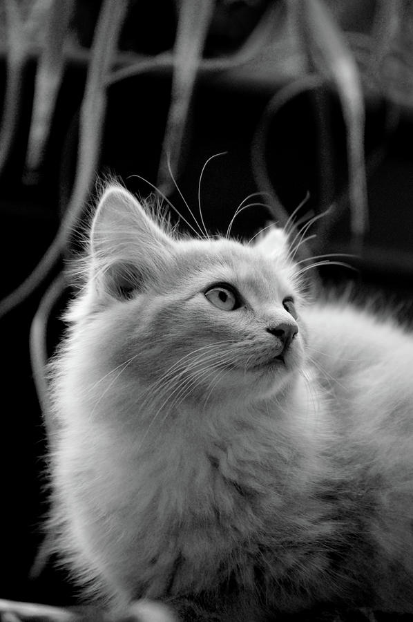 Intrigued Cat Photography by Lesa Fine Intrigued Cat Photography by Lesa Fine