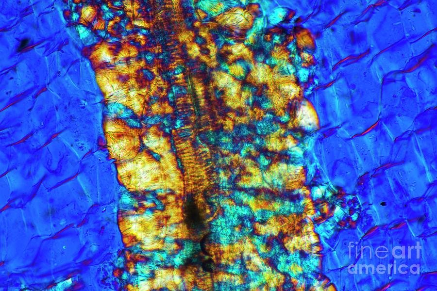 Inulin Crystals #1 Photograph by Dr Keith Wheeler/science Photo Library