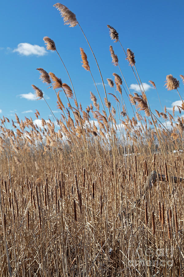 Invasive Phragmites Crowding Out Native Cattails Photograph by Jim West