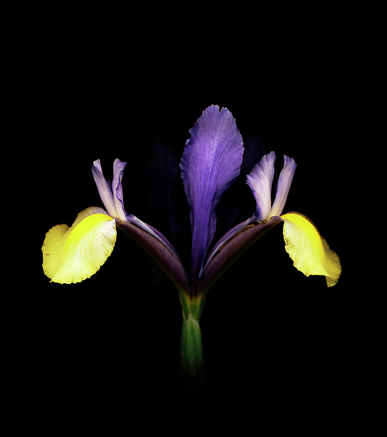 Iris Against Black Background #1 Photograph by Mike Hill
