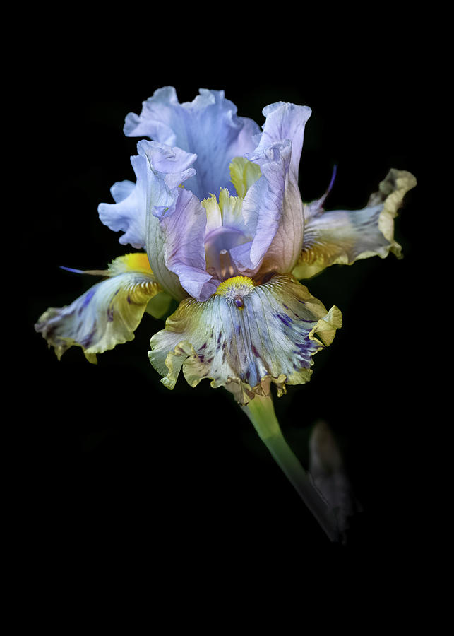 Iris Photograph - Iris from Spring by Alinna Lee
