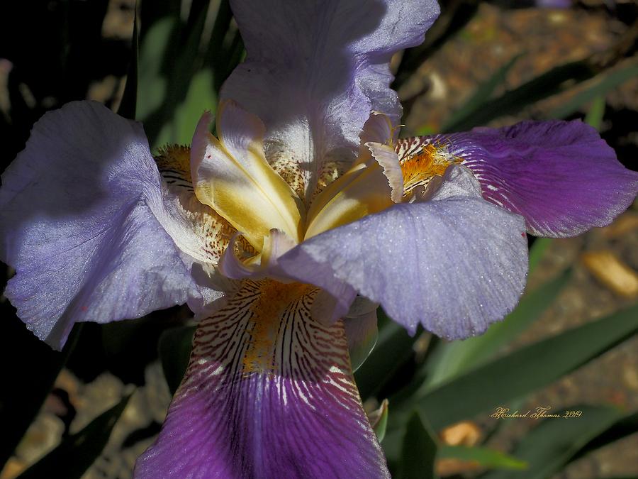 Iris Beauty #1 Photograph by Richard Thomas