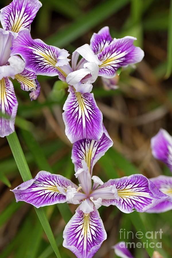Iris Californian Hybrids #1 Photograph by Dr Keith Wheeler/science Photo Library